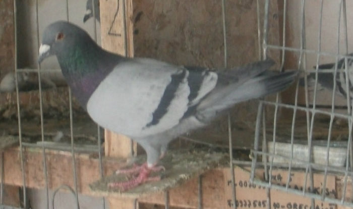 APDC0062 - 2015-Lot Zbor