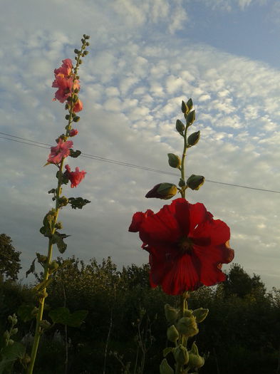 2014-07-17 20.11.59 - Nalba de gradina - Althaea rosea