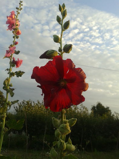 2014-07-17 20.11.53 - Nalba de gradina - Althaea rosea