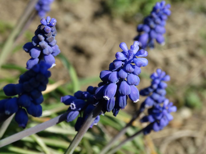 DSC09935 - Plante in gradina 2015