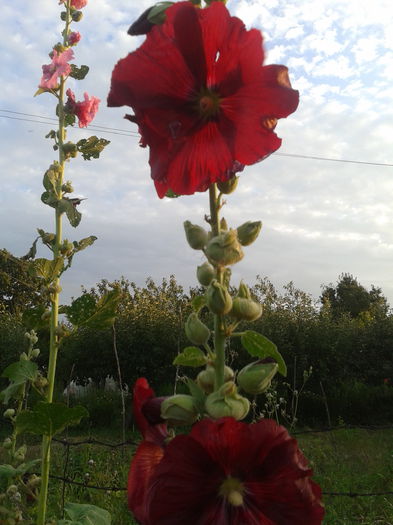 2014-07-17 20.11.50 - Nalba de gradina - Althaea rosea