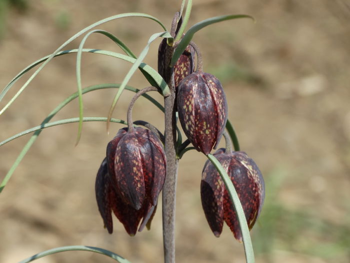 DSC09925 - Plante in gradina 2015
