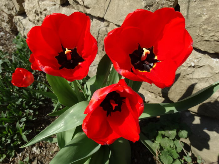 DSC09930 - Plante in gradina 2015