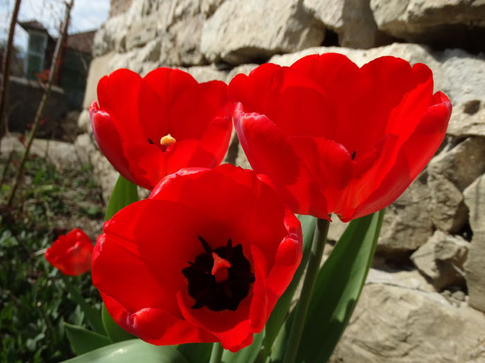 DSC09933 - Plante in gradina 2015