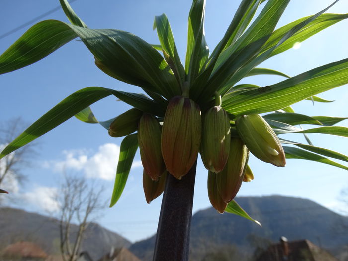 DSC09940 - Plante in gradina 2015