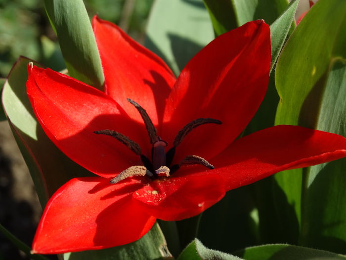 DSC09939 - Plante in gradina 2015