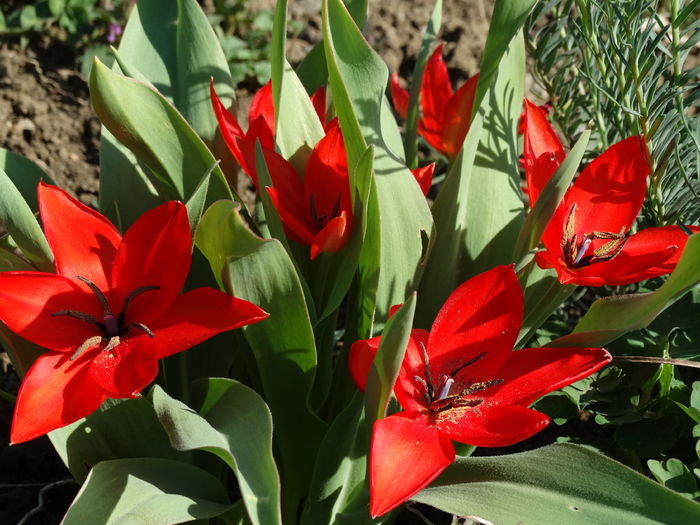 DSC09938 - Plante in gradina 2015