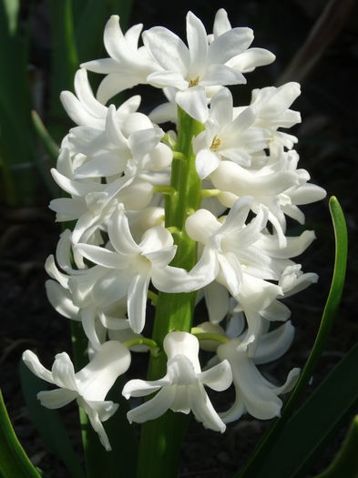 DSC09950 - Plante in gradina 2015