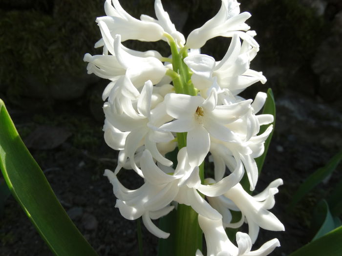 DSC09943 - Plante in gradina 2015