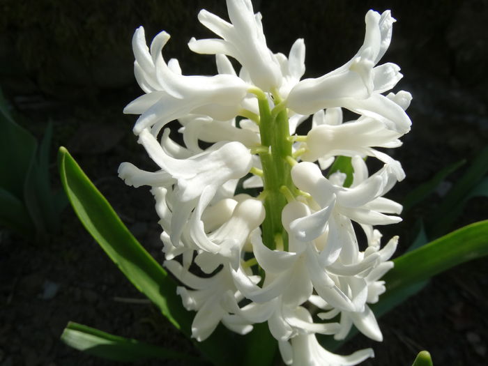 DSC09942 - Plante in gradina 2015