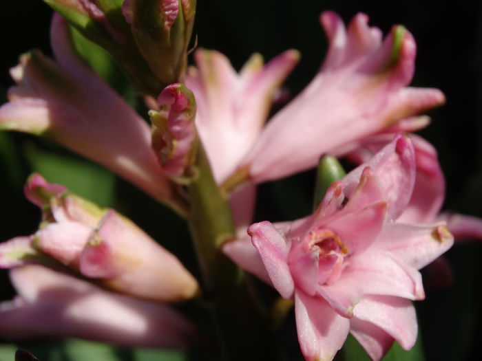DSC09952 - Plante in gradina 2015