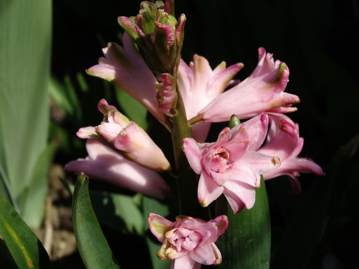 DSC09951 - Plante in gradina 2015