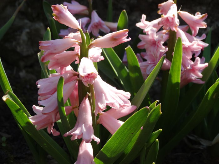 DSC09947 - Plante in gradina 2015