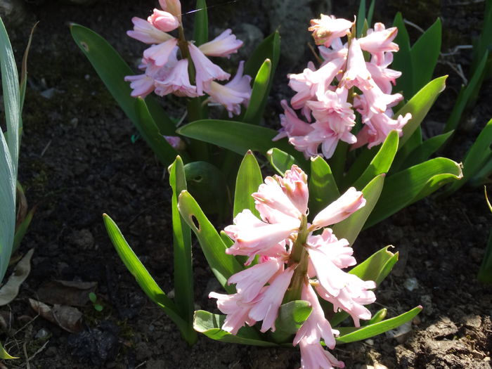 DSC09945 - Plante in gradina 2015