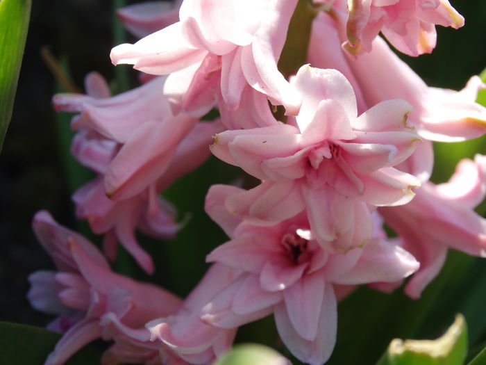 DSC09949 - Plante in gradina 2015