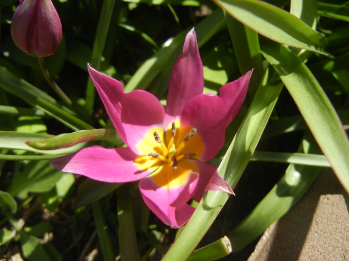 Tulipa pulchella Violacea (2015, April 11)