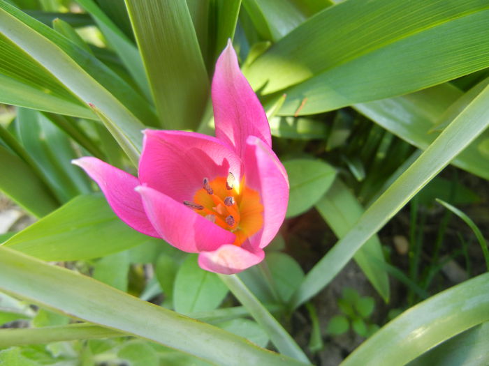 Tulipa pulchella Violacea (2015, April 11)