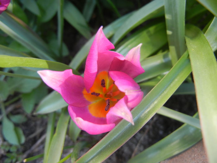 Tulipa pulchella Violacea (2015, April 11)