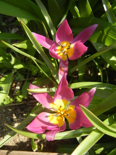 Tulipa pulchella Violacea (2015, April 13) - Tulipa Pulchella Violacea