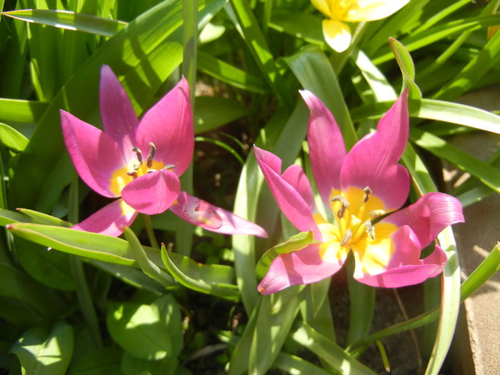 Tulipa pulchella Violacea (2015, April 13)