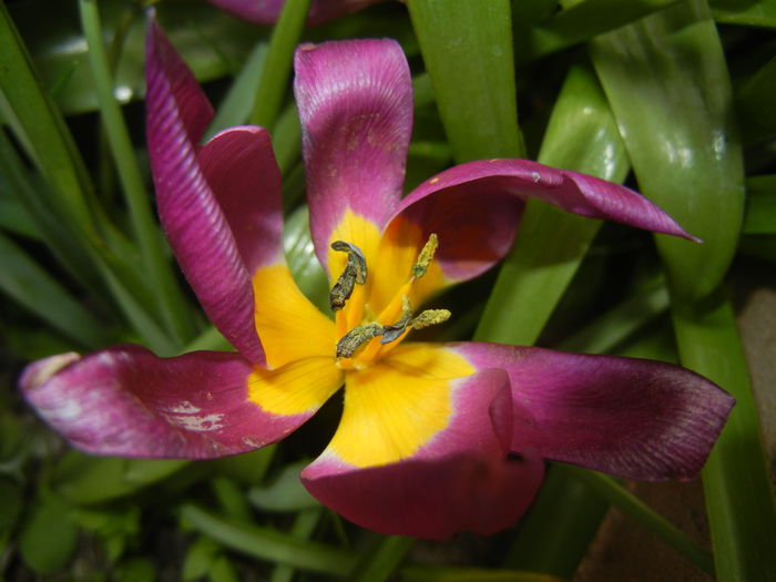 Tulipa pulchella Violacea (2015, April 14) - Tulipa Pulchella Violacea
