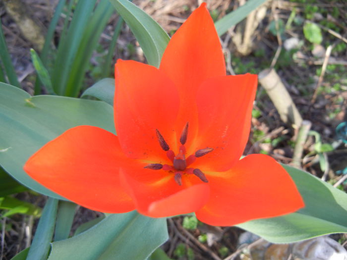 Tulipa Praestans Fusilier (2015, April 11)