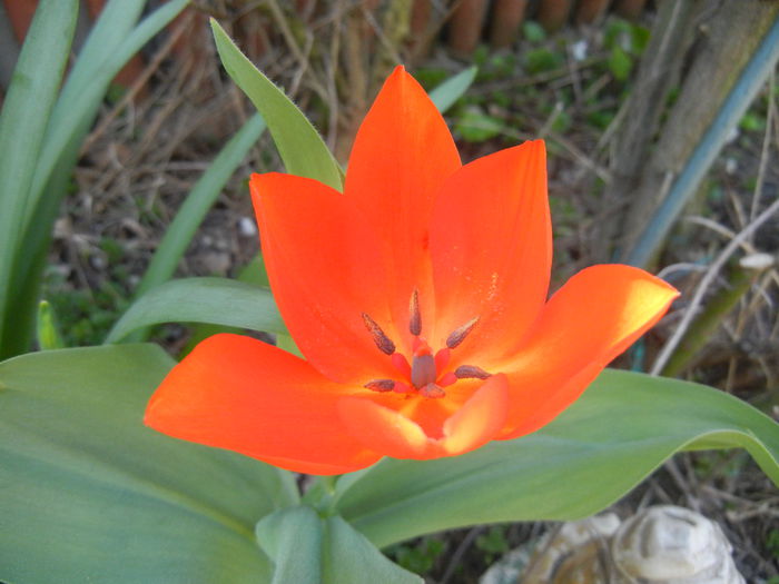 Tulipa Praestans Fusilier (2015, April 11)