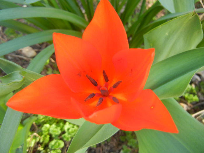 Tulipa Praestans Fusilier (2015, April 11)