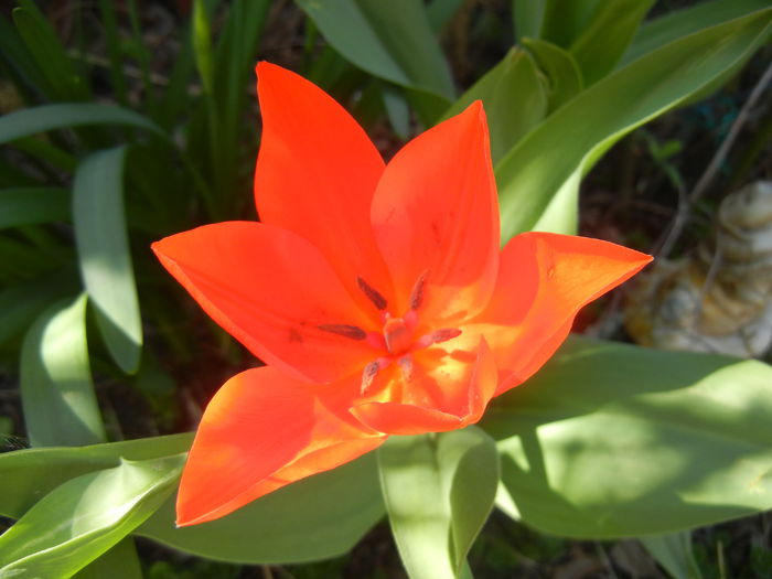 Tulipa Praestans Fusilier (2015, April 11)