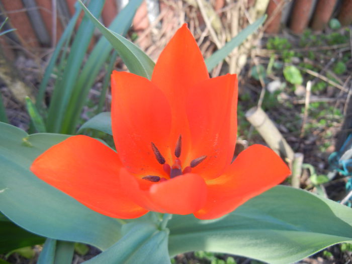 Tulipa Praestans Fusilier (2015, April 11)