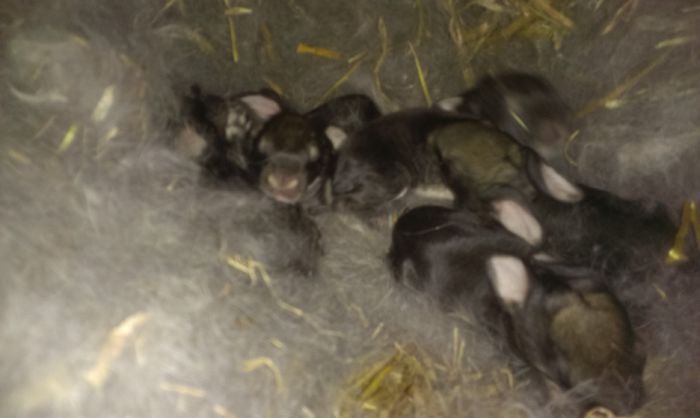 Cuib M2 si F5 5 zile