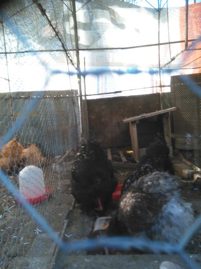 07 aprilie 2015 288 - 002 Cochin Urias AURIU 2015