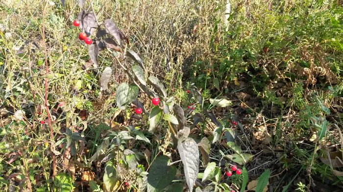 Octombrie 2014 - Solanum Dulcamara