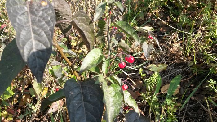 Octombrie 2014 - Solanum Dulcamara