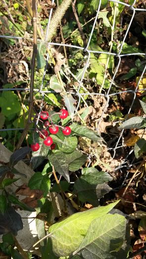 Octombrie 2014 - Solanum Dulcamara