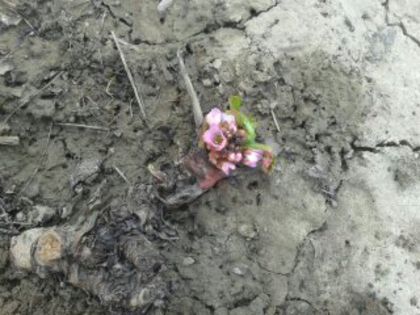 2014 martie - Badan-Bergenia crassifolia