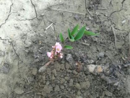 2014 martie - Badan-Bergenia crassifolia