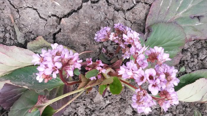 2015 aprilie - Badan-Bergenia crassifolia