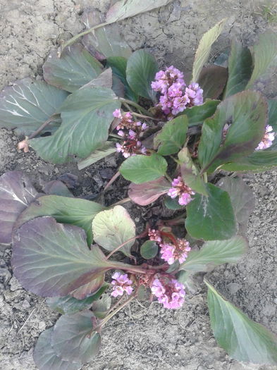 2015 martie - Badan-Bergenia crassifolia