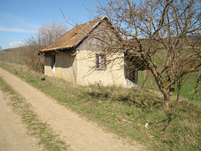 DSC00517