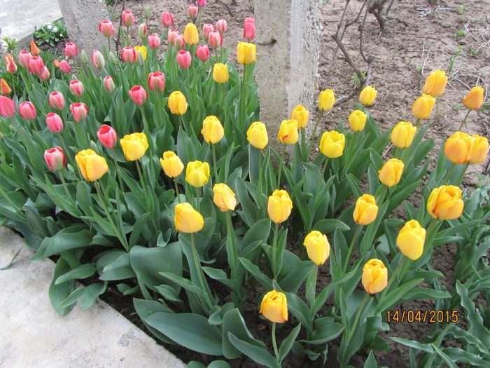 Lalele...lalele - Flori de gradina-2015Primavara