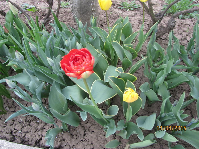 Tulipa - Flori de gradina-2015Primavara