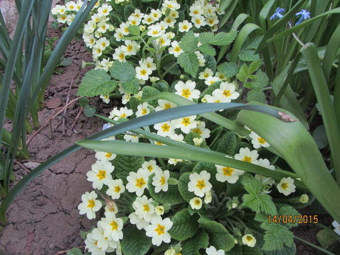 IMG_0086 - Flori de gradina-2015Primavara