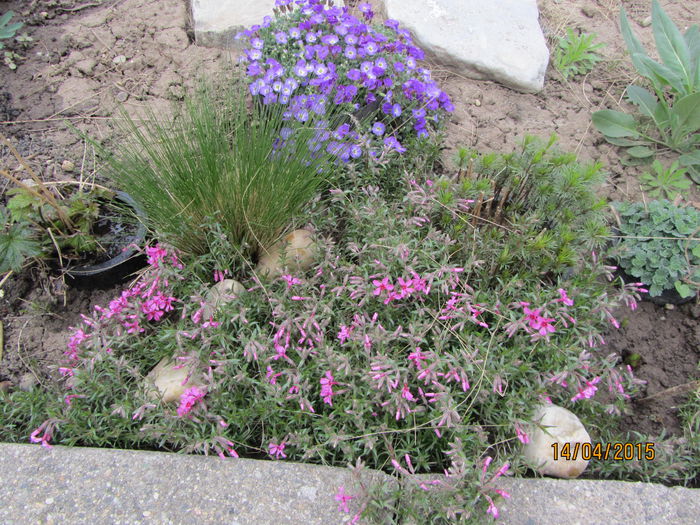 Phlox subulata+ Aubrieta - Flori de gradina-2015Primavara