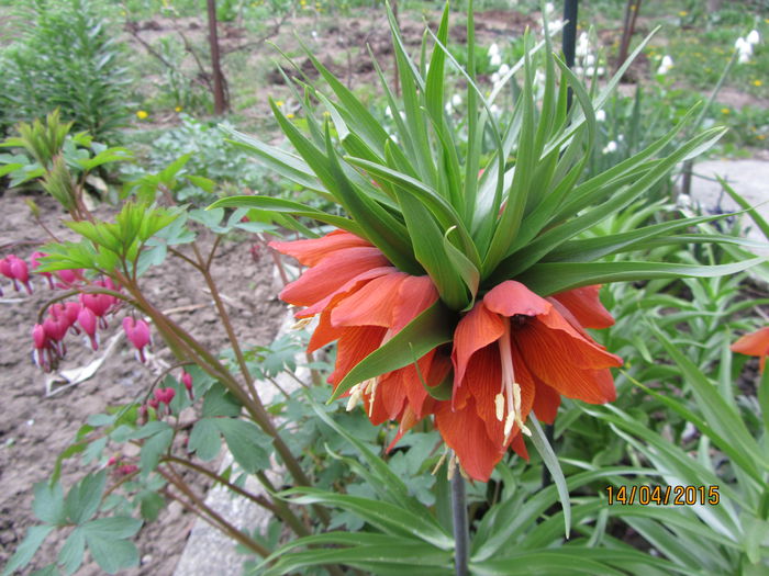 Fritillaria imperialis - Flori de gradina-2015Primavara