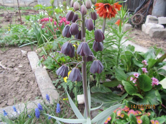 Fritillaria Persica - Flori de gradina-2015Primavara