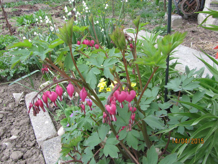 Dicentra spectabilis - Flori de gradina-2015Primavara