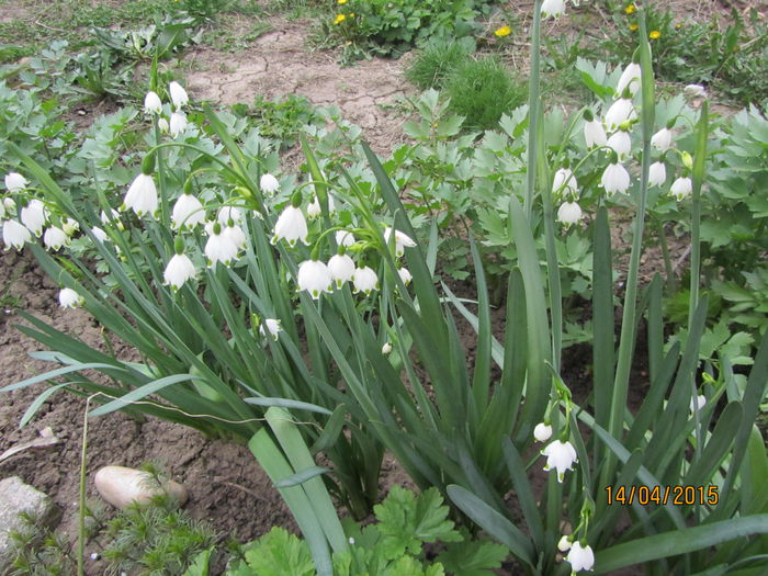 Leucojum