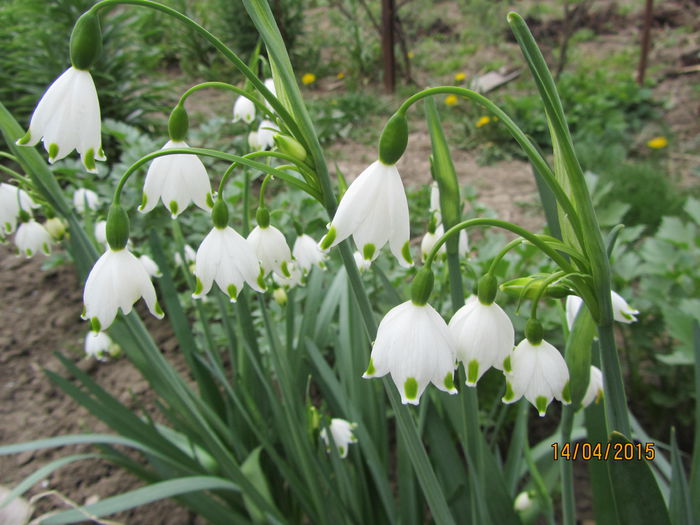 Leucojum - Flori de gradina-2015Primavara