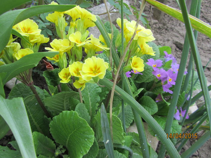 Primula - Flori de gradina-2015Primavara